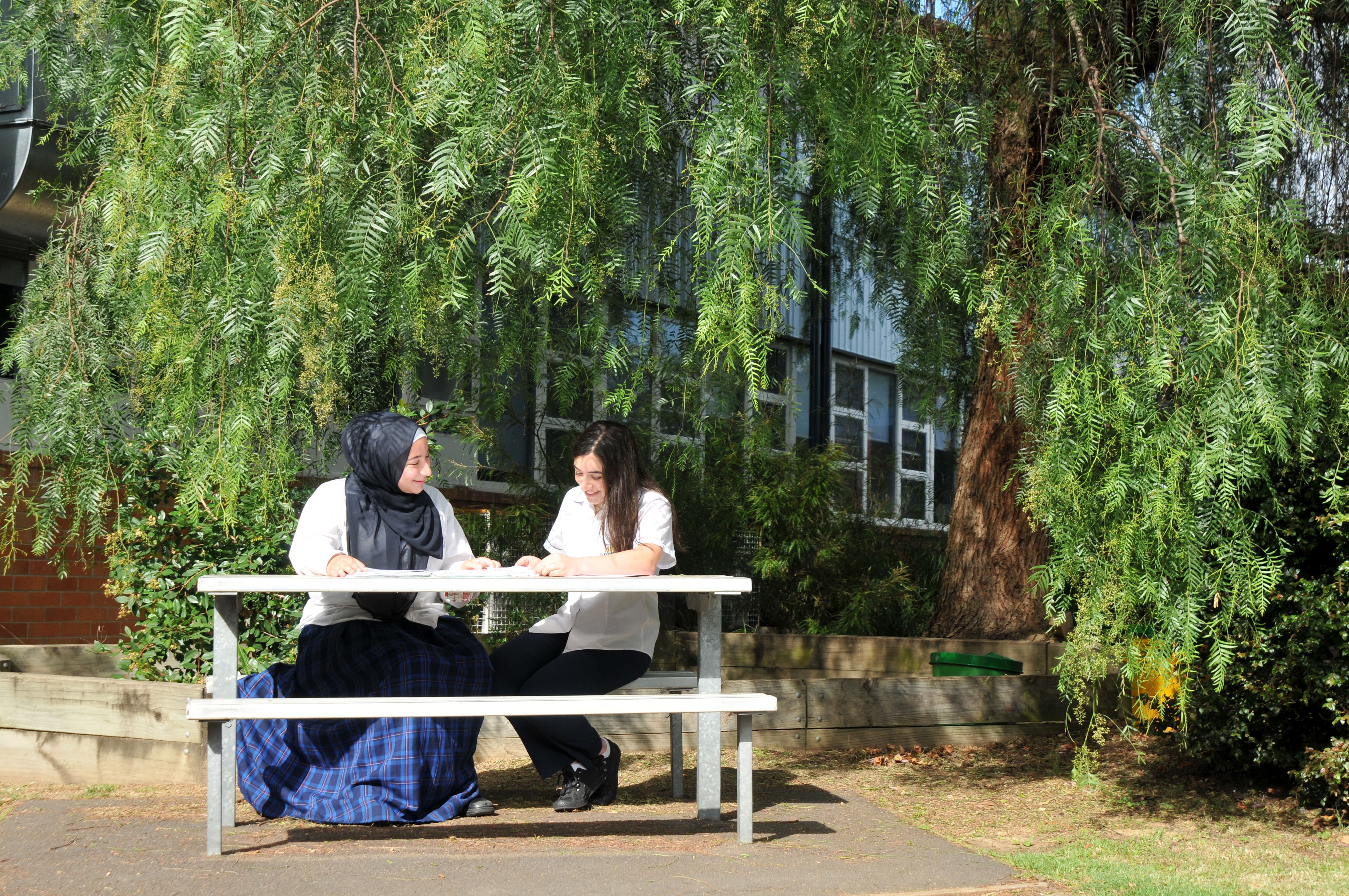 Students under tree reading